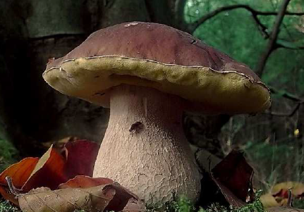 I funghi nel territorio delle Valli del Taro e del Ceno: da consumare in sicurezza